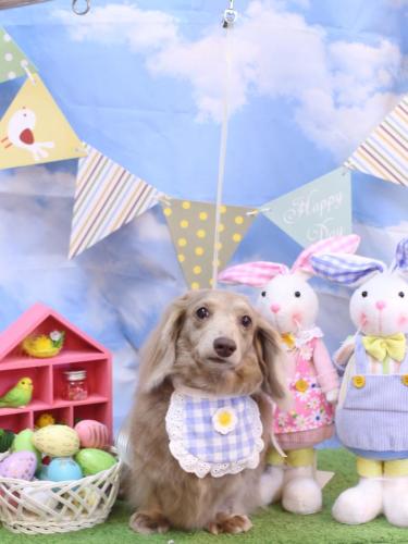 20240322ぺこちゃん